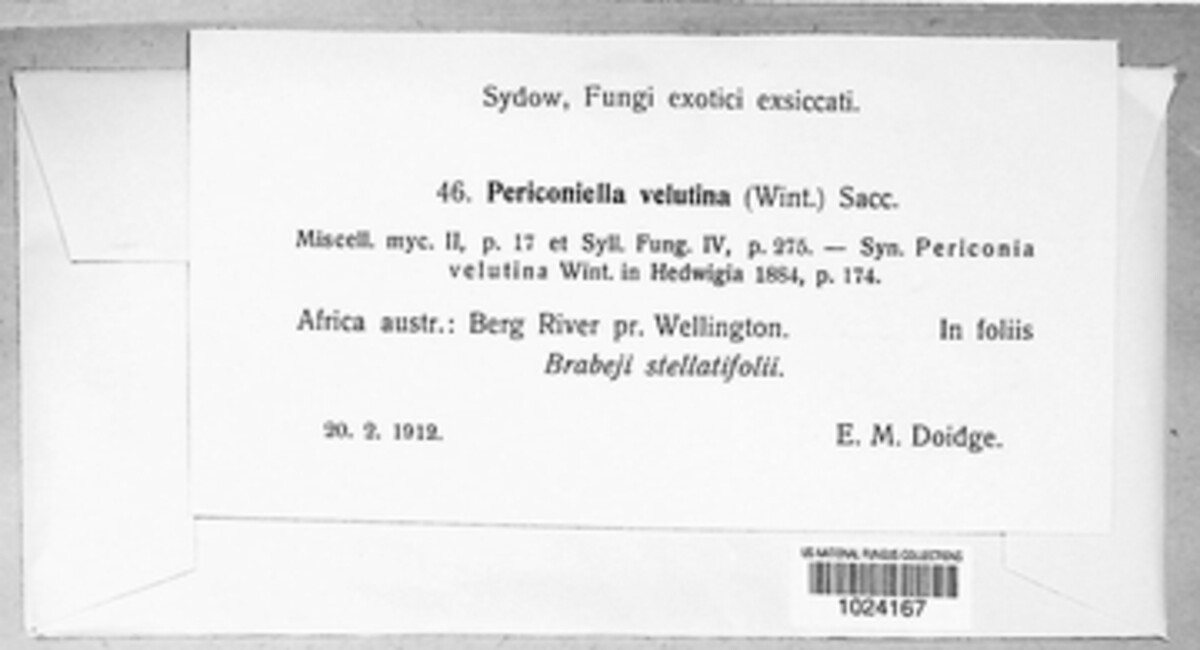 Zasmidium velutinum image